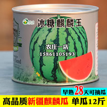新疆冰糖麒麟美都8424西瓜种籽种子瓤色红高纯度南方四季基地专用