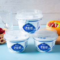 蒙牛老酸奶140g*12杯杯装酸奶特产送小勺子固态内蒙古酸牛奶碗装
