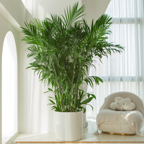 夏威夷竹绿植大型室内落地客厅大盆栽办公室凤尾竹热带植物椰子树