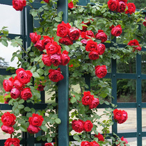 盆栽绿植玫瑰月季 红色龙沙宝石月季 阳台红龙藤本月季苗多花蔷薇