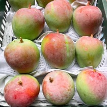 越南正宗进口澳芒热带水果大芒果肉厚甜蜜无丝苹果芒新鲜5/9斤