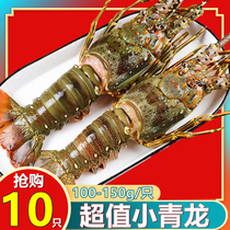 【特价20只】大青龙虾冷冻海鲜澳洲花龙澳龙波龙越南新鲜小青龙虾