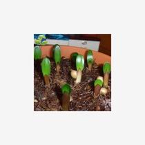 四季易种绿植花卉盆栽君子兰花种子圆头和尚大花君子兰种子包邮
