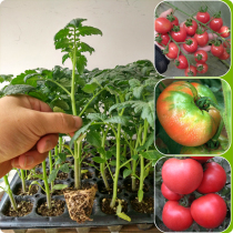 千禧樱桃番茄苗子种子粉贝贝水果西红柿种籽夏季种植蔬菜种苗种孑