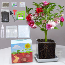 儿童种植小盆栽学生实验套装植物向日葵种孑四季草莓凤仙花种籽子