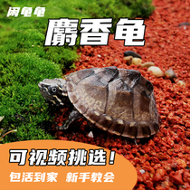 闲龟龟外塘冷水麝香龟苗入门蛋龟深水龟小乌龟活物公母宠物龟活体