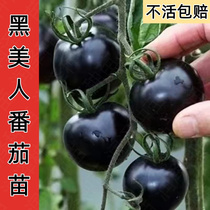 黑珍珠番茄苗樱桃小番茄秧苗小西红柿沙瓤西红柿幼苗四季盆栽菜苗