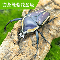 牧野虫社白条绿紫花金龟独角仙甲虫爬宠活体锹形虫昆虫锹甲