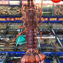 鲜活特大澳龙虾超大澳洲龙虾进口奥龙2斤5斤10斤刺身龙虾成都包活
