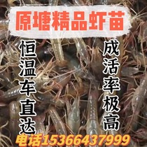 小龙虾苗种虾抱卵青虾活体虾淡水养殖龙虾苗优质苗种小龙虾苗种