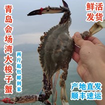 青岛海鲜崂山海域会场湾鲜活梭子蟹包肥鲜活发货满2斤起顺丰包邮