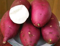 河南南阳地方特色农产品白心牛奶红薯口感面甜板栗地瓜红薯