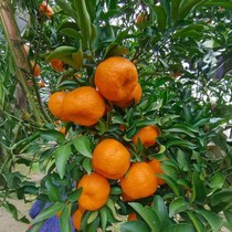 正宗重庆青神碰柑芦柑蜜桔子橘子新鲜20斤整箱椪柑孕妇当季水果