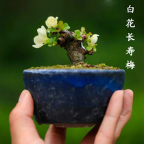 日本进口白花长寿梅微型盆景掌上小盆栽四季海棠白色花拇指盆景