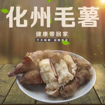 新鲜毛薯甜薯猪仔薯化州虾米姜薯粉糯香山药农自种杂粮包邮5斤