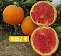 富川红肉脐橙有机种植橙子手剥橙脐橙