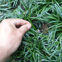 庭院植物 日本矮麦冬草 玉龙草 四季常青长不高 耐践踏短叶麦冬草