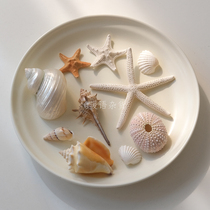 ins风海洋天然贝壳海星海螺海胆珊瑚装饰摆件工作室摆设拍摄道具
