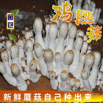 多肉植物阳台食用菌种菌棒菌包鸡腿菇食用蘑菇蘑菇菌种家庭种蘑菇
