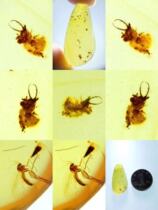 特价缅甸纯天然虫珀原石琥珀带蜘蛛豆娘原始昆虫标本甲虫蚊子羽毛