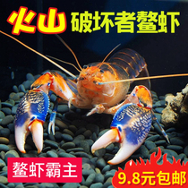 观赏虾螯虾印尼火山破坏者星际天空蓝魔虾活体淡水小龙虾宠物包邮