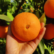 四川金堂脐橙当季新鲜孕妇水果带箱10斤大果包邮农家现摘甜橙子