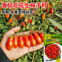 真好吃花生柿子种子小番茄籽洋柿子台湾圣女果籽四季播小西红柿孑