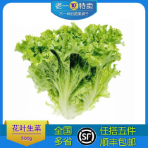老一特卖 新鲜花叶生菜500g绿萝莎绿叶散叶沙拉蔬菜生菜