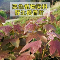 广西新鲜枫叶黑米饭材料黑色枫树叶子香枫叶子五色糯米饭植物染料