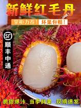泰国红毛丹水果新鲜毛荔枝带箱3斤新鲜当季热带水果包邮
