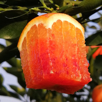 精选晚熟资中塔罗科血橙8斤装小果中果新鲜水果农家橙子果园