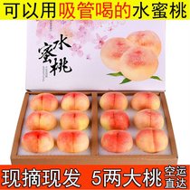现摘正宗无锡水蜜桃5两12礼盒水果新鲜孕妇软桃子当季白凤蜜桃子