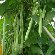 农家传统四季梅豆角种子家传多年自留老品种非转基因非杂交可留种