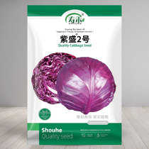 紫盛紫甘蓝种子种籽夏季耐热四季籽种紫红色包心菜种孑菜籽大头菜