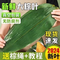 粽叶新鲜粽子叶大号批发商用专用包棕子的叶子芦苇干棕叶广西野生