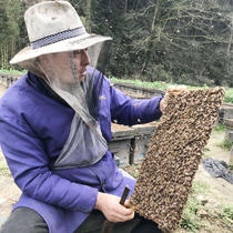 黄山农家自产时令百花土蜂蜜 500克原蜜瓶装枇杷桂花野花等土蜂蜜