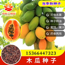 矮生型木瓜种子水果红肉木瓜种子早熟台湾红妃牛奶大青木瓜种籽