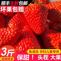 丹东99大草莓3斤包邮新鲜奶油草莓水果现摘东港马家岗九九久草莓