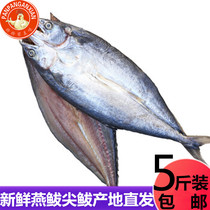 开洋鲅鱼干5斤/包渔民自晒海鲜干货燕鲅鱼马鲛鱼海鱼咸鱼干水产品