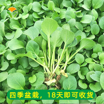 鸡毛菜籽油菜种子上海青菜种籽大全蔬菜种孑阳台盆栽小白菜籽四季