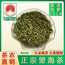 精品望海茶2024年新茶50克散装宁波宁海特产明前高山云雾绿茶叶