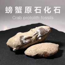 广东阳江螃蟹化石原石<em>古生物化石</em>标本教学标本未清理螃蟹化石原石