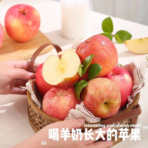 山西万荣 正宗羊奶苹果 应季红富士 脆甜爆汁 新鲜水果8.5斤