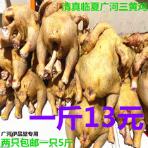 清真青海宁夏临夏广河新鲜三黄鸡走地鸡嫩鸡大盘鸡炒鸡4只22斤