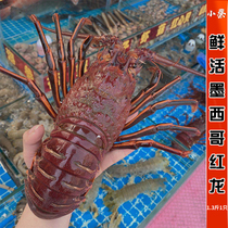 墨西哥红龙鲜活进口墨龙海鲜水产超大澳洲龙虾红龙虾澳龙1.3斤1只