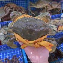 三门膏蟹母青蟹鲜活 特大 超大公蟹肉蟹螃蟹红膏蟹 水产鲜活 一斤