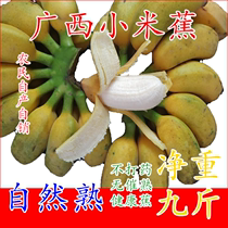 广西小米蕉新鲜香蕉5-10斤包邮 酸甜米蕉小米焦小芭蕉 当季自然熟