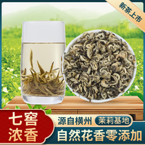广西横县茉莉花茶 玉螺王白玉螺2023新茶 浓香型特级耐泡茶叶绿茶