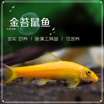 包邮金苔鼠鱼青苔鼠吃藻除苔工具鱼观赏热带鱼宠物水族活体热带鱼