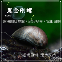 观赏除藻螺杀手斑马黑金刚洋葱角螺苹果工具螺活体淡水宠物螺包邮